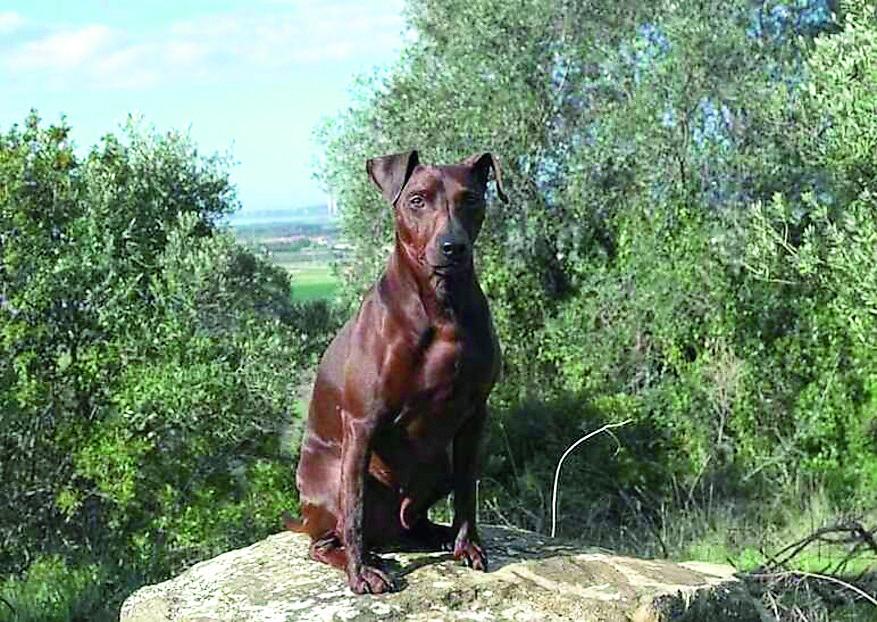 Lampo, è morto il cane eroe che si è sacrificato per salvare la padrona. Il marito: «Colpa di chi nutre i cinghiali»