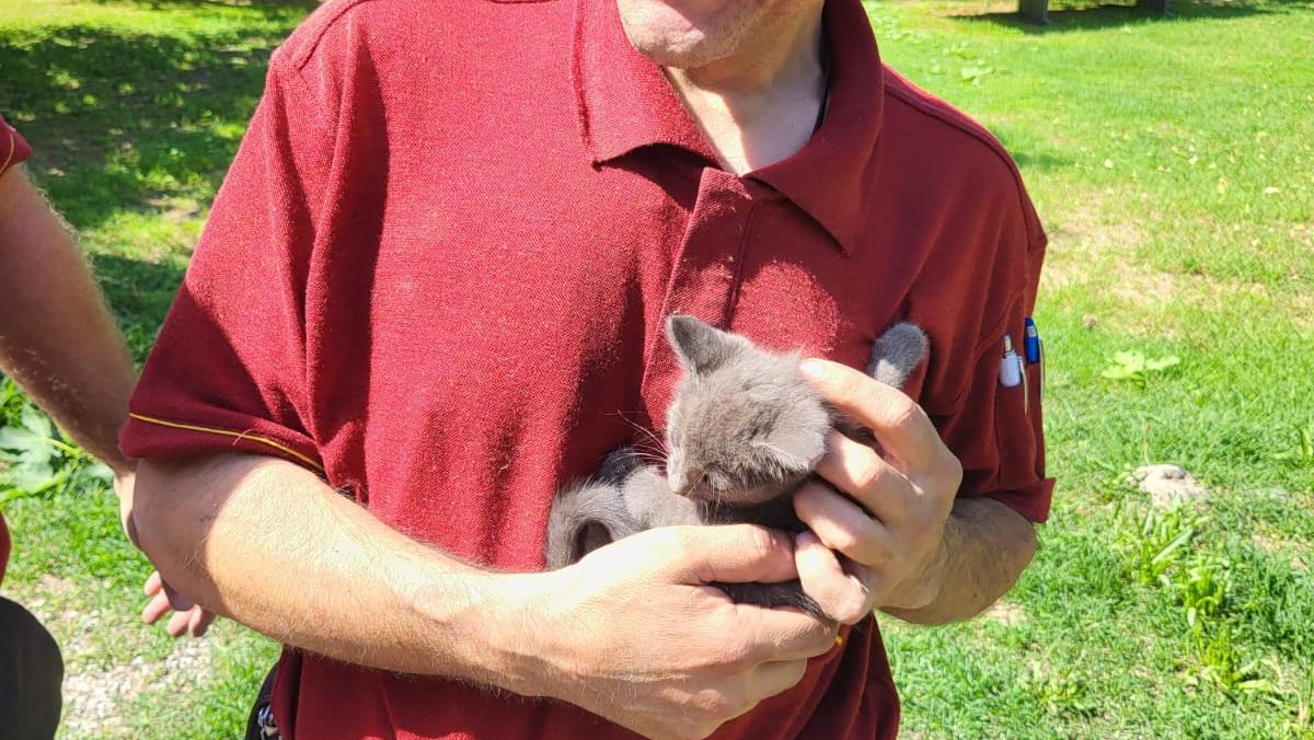 San Biagio di Bondeno, salvato il gattino intrappolato nel motore dell’auto