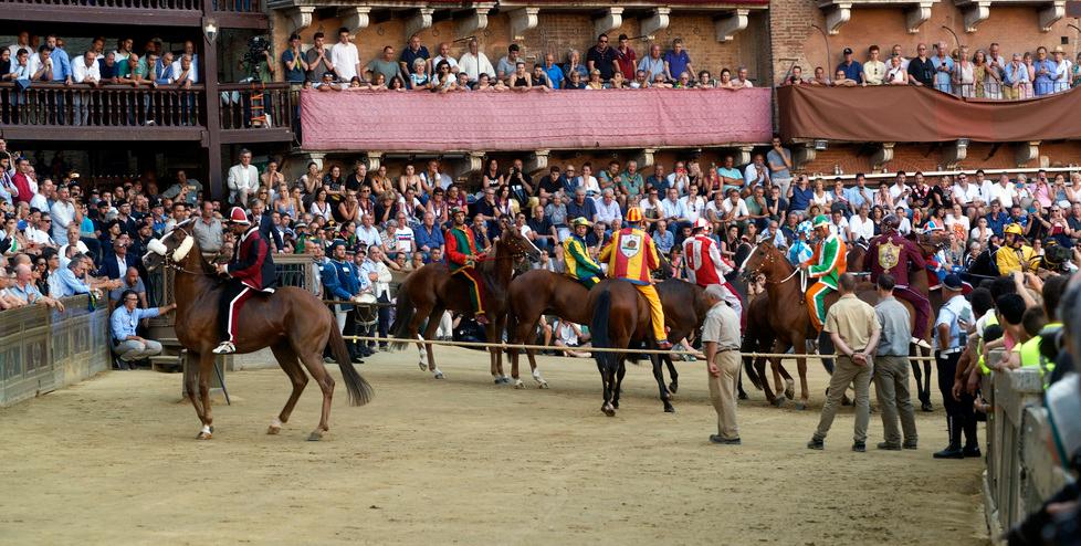 
	Palio di Siena: i cavalli al canape

