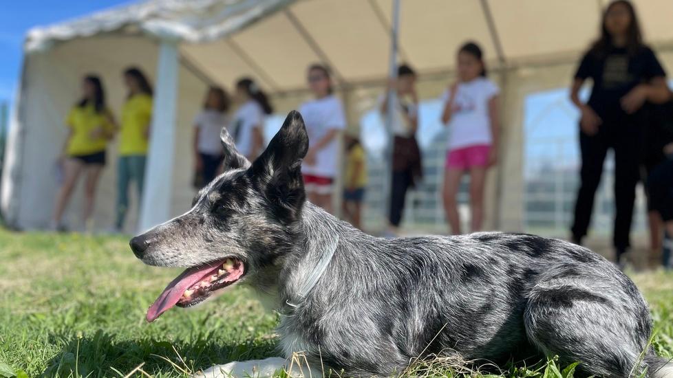 Partito il campo estivo Amici a sei zampe tra divertimento, sport, giochi e coccole