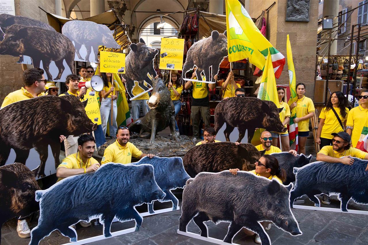 A Firenze la marcia dei quattromila per dire “stop ai cinghiali”: «Sono nei centri urbani e sulle spiagge» – Video