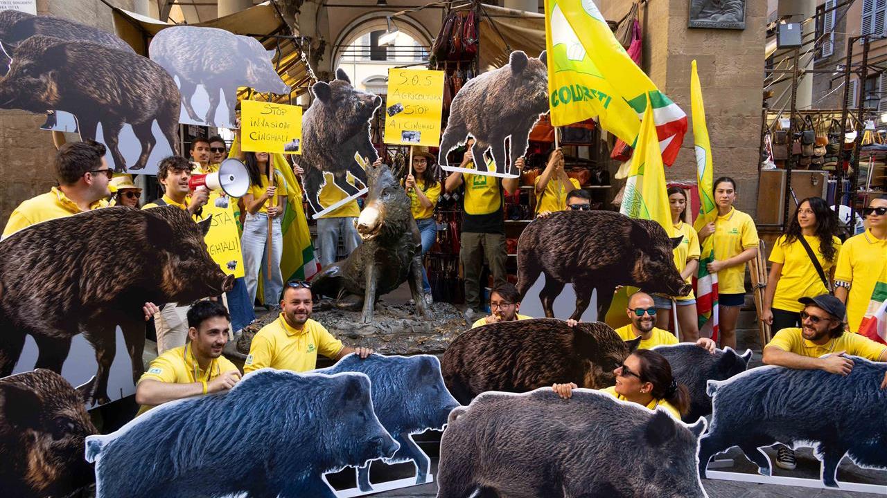 A Firenze la marcia dei quattromila per dire “stop ai cinghiali”: «Sono nei centri urbani e sulle spiagge» – Video