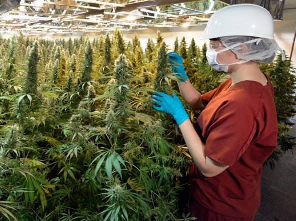 
	La coltivazione della marijuana in California


