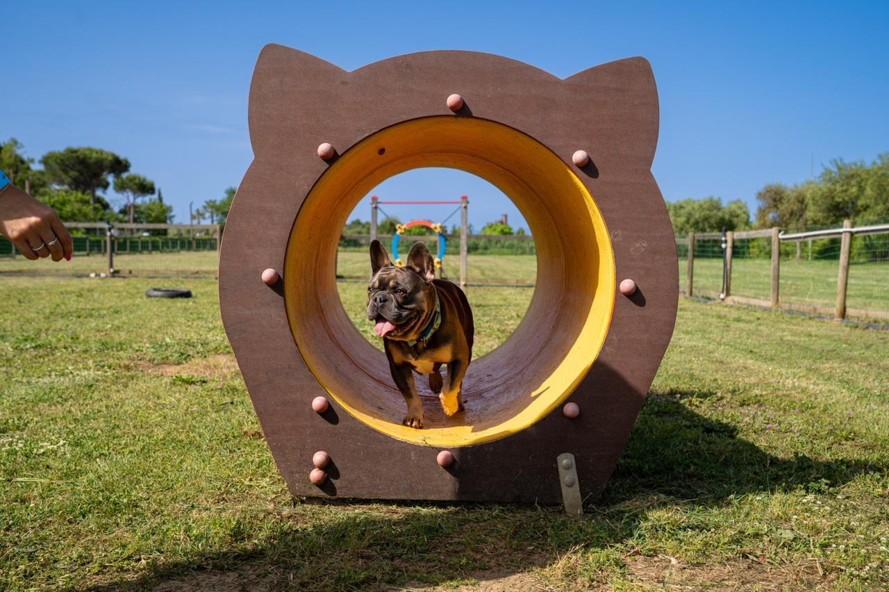 È in Toscana il miglior campeggio d'Italia per l’accoglienza dei cani
