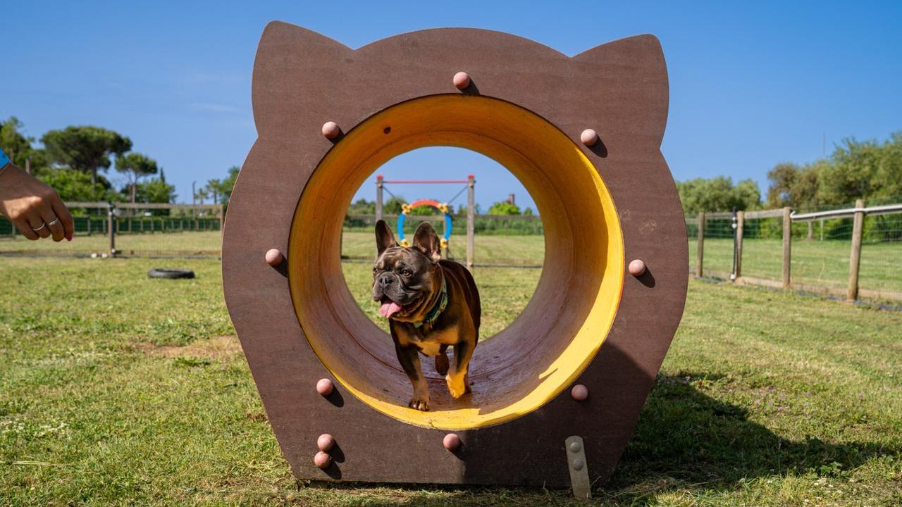 È in Toscana il miglior campeggio d'Italia per l’accoglienza dei cani