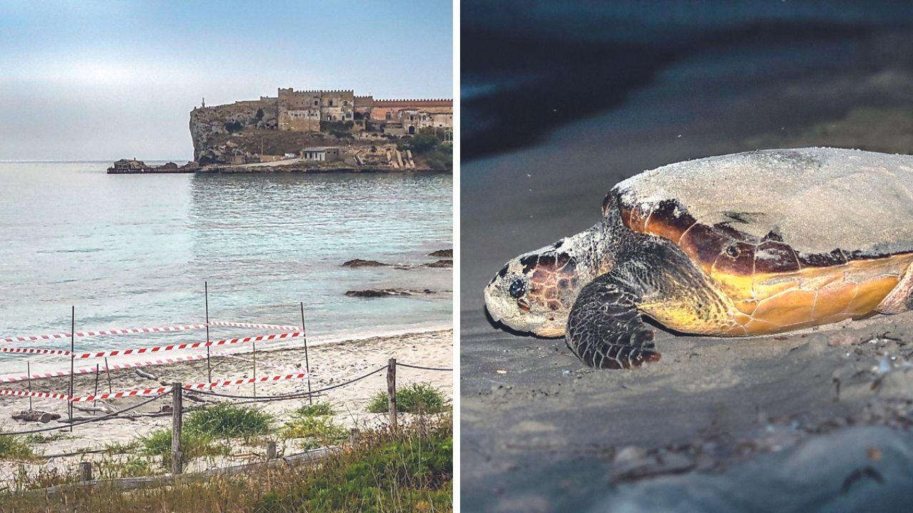 Pianosa è l'isola delle tartarughe: tre nidi nella cala più famosa. E c'è il problema balneazione