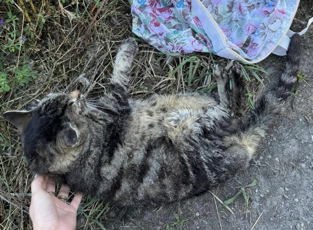 Gatto ucciso dentro a un sacchetto a bordo strada a Finale Emilia