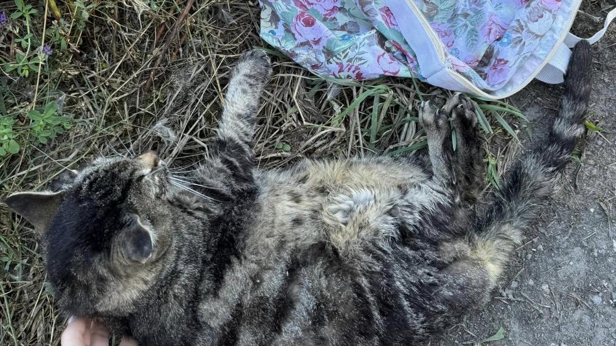 Gatto ucciso dentro a un sacchetto a bordo strada a Finale Emilia