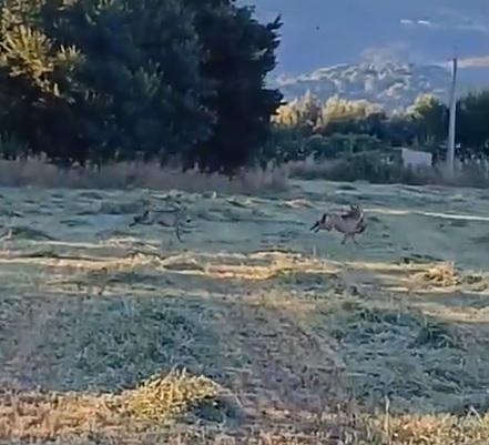 Il frame del video dei due lupi e dell’attacco al gatto