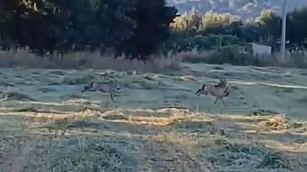 Il frame del video dei due lupi e dell’attacco al gatto