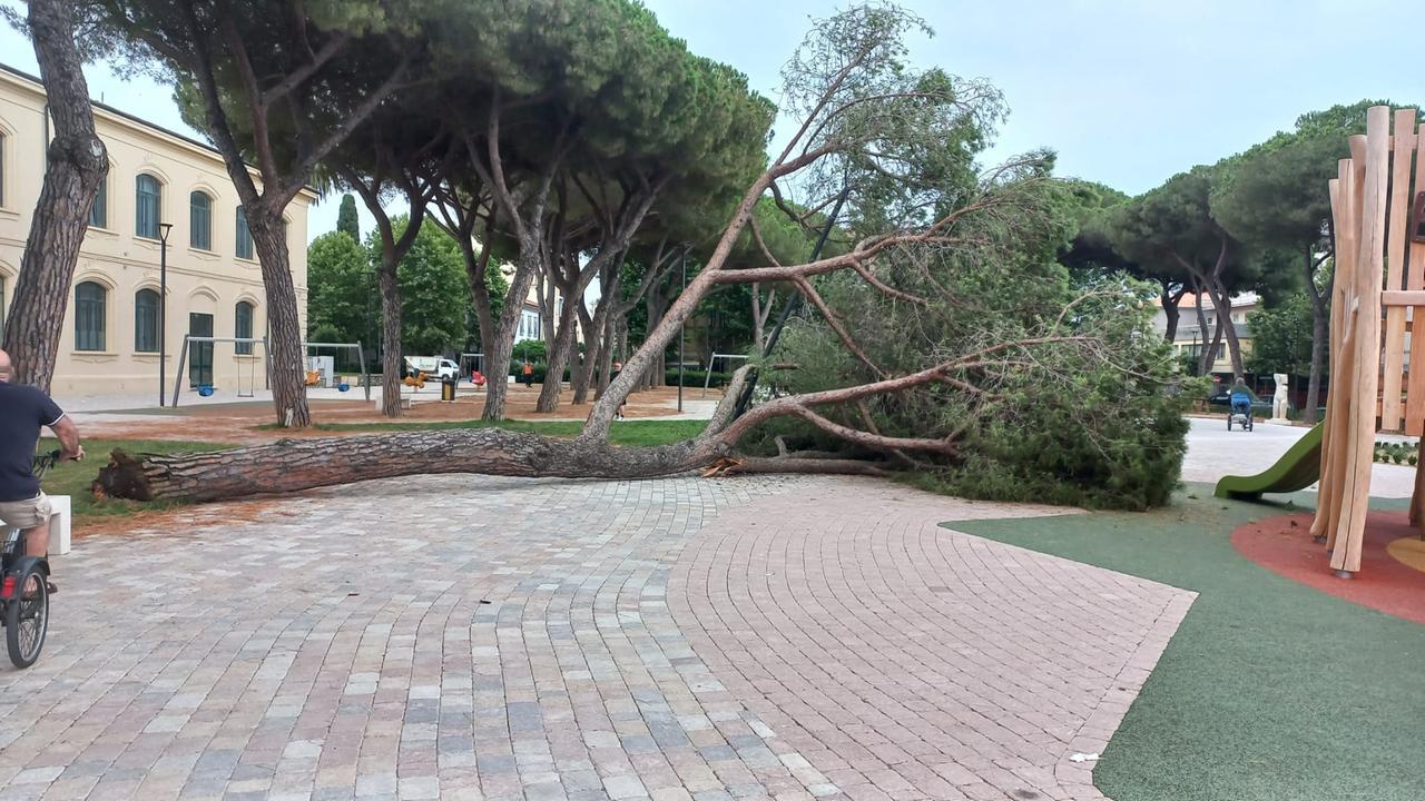 Il pino crollato