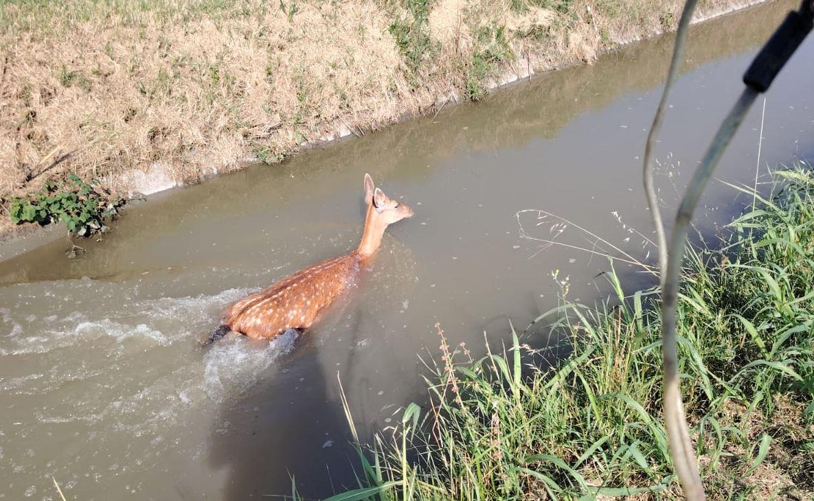 Scivola nel canale, daino salvato a Codigoro