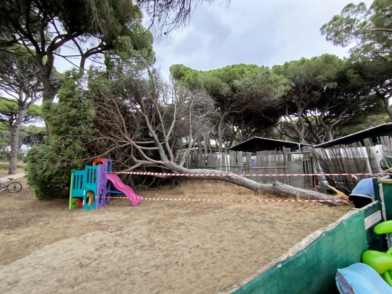 
	L'albero caduto a Follonica

