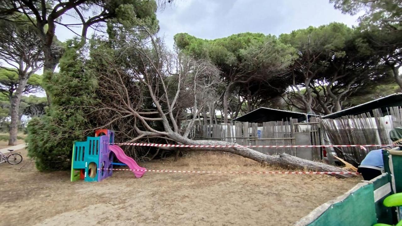 L'albero caduto a Follonica