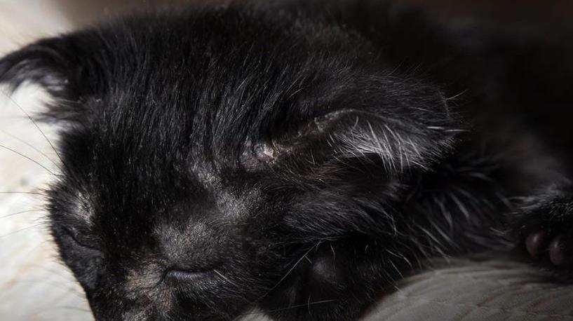 Gattino lanciato dal ponte a Lanusei, l’agenzia funebre Taffo sui social: «Una morte ingiusta e una piaga sociale»