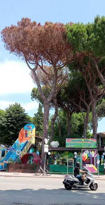Lido Spina, i pini marittimi muoiono: forse avvelenati con il diserbante