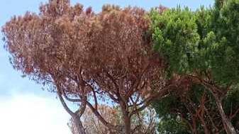 Lido Spina, i pini marittimi muoiono: forse avvelenati con il diserbante