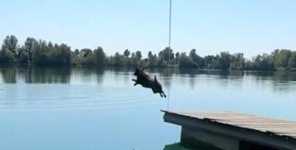 Lidi, salvataggio in acqua con i cani di Onda Azzura