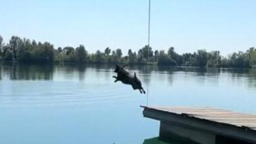Lidi, salvataggio in acqua con i cani di Onda Azzura