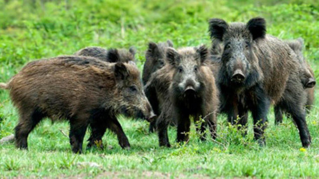 
	Allarme cinghiali in Toscana

