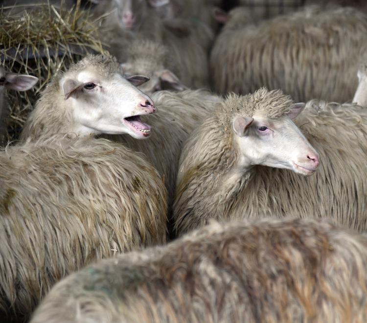 Addio alle targhette per pecore e capre: arrivano i tatuaggi