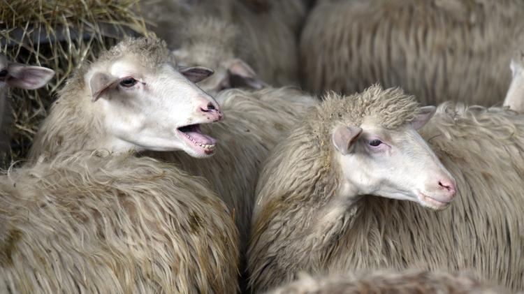 Addio alle targhette per pecore e capre: arrivano i tatuaggi