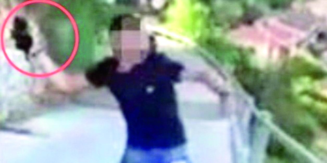 Giustizia per il gattino lanciato dal ponte a Lanusei, la petizione online raggiunge le 42mila firme