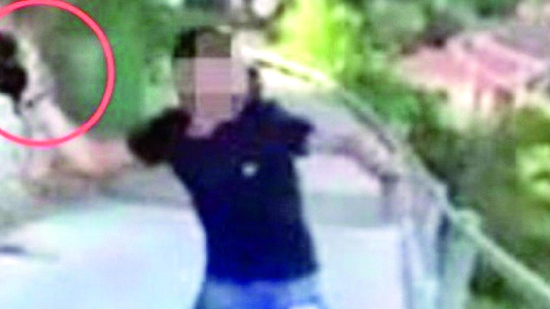 Giustizia per il gattino lanciato dal ponte a Lanusei, la petizione online raggiunge le 42mila firme