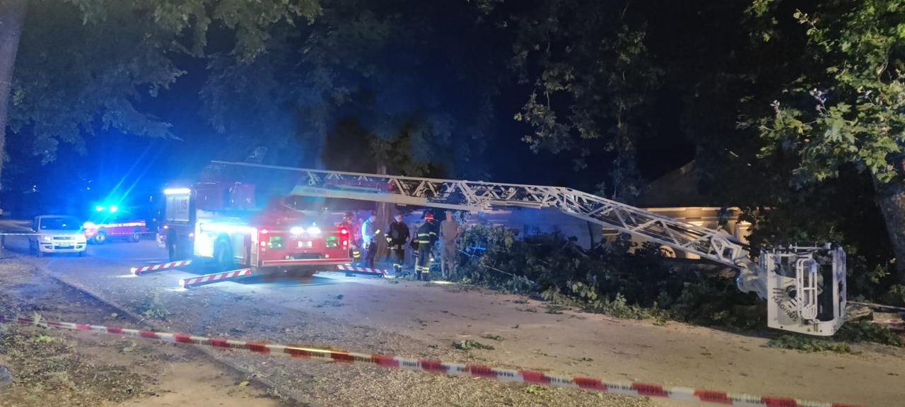 
	L'albero caduto e i pompieri al lavoro (foto Matteo Bini)

