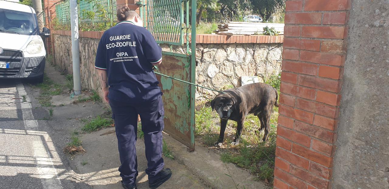 Livorno, cane salvato e proprietario denunciato per maltrattamento