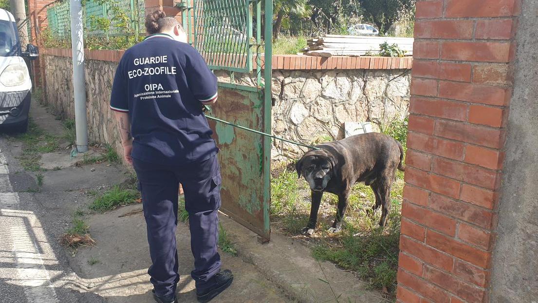 Livorno, cane salvato e proprietario denunciato per maltrattamento