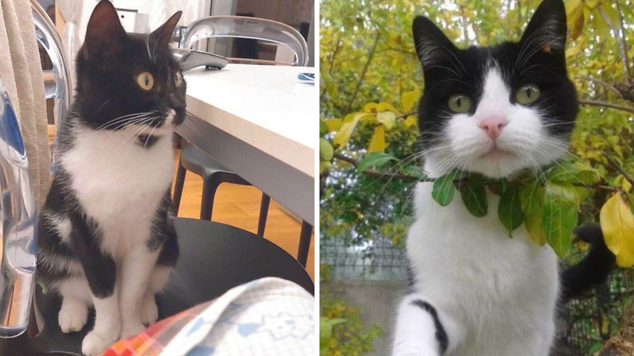 Le due gattine ritrovate smembrate a Venturina