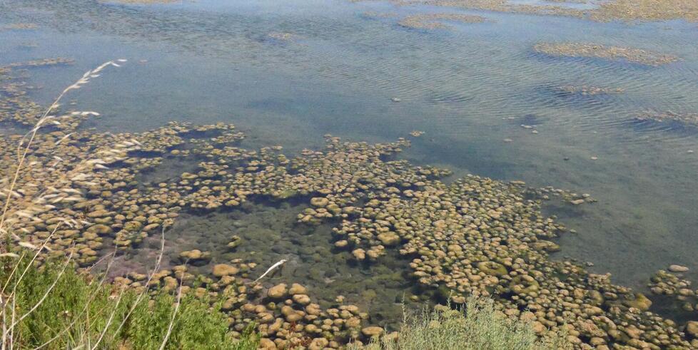 
	La situazione nella laguna di Orbetello

