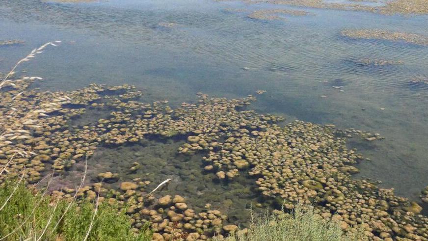 La situazione nella laguna di Orbetello