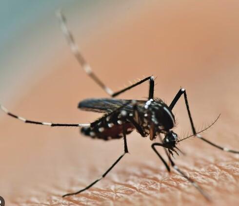 Zanzare positive al virus West Nile, scattano i test sui donatori Avis