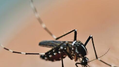 Zanzare positive al virus West Nile, scattano i test sui donatori Avis