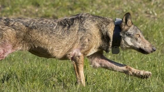 Il ritorno del lupo in Appennino «L’incrocio con i cani minaccia la specie»