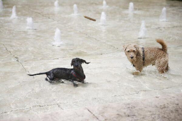 Caldo e animali domestici, i consigli dell’Enpa per proteggere cani e gatti