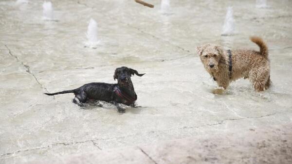 Caldo e animali domestici, i consigli dell’Enpa per proteggere cani e gatti