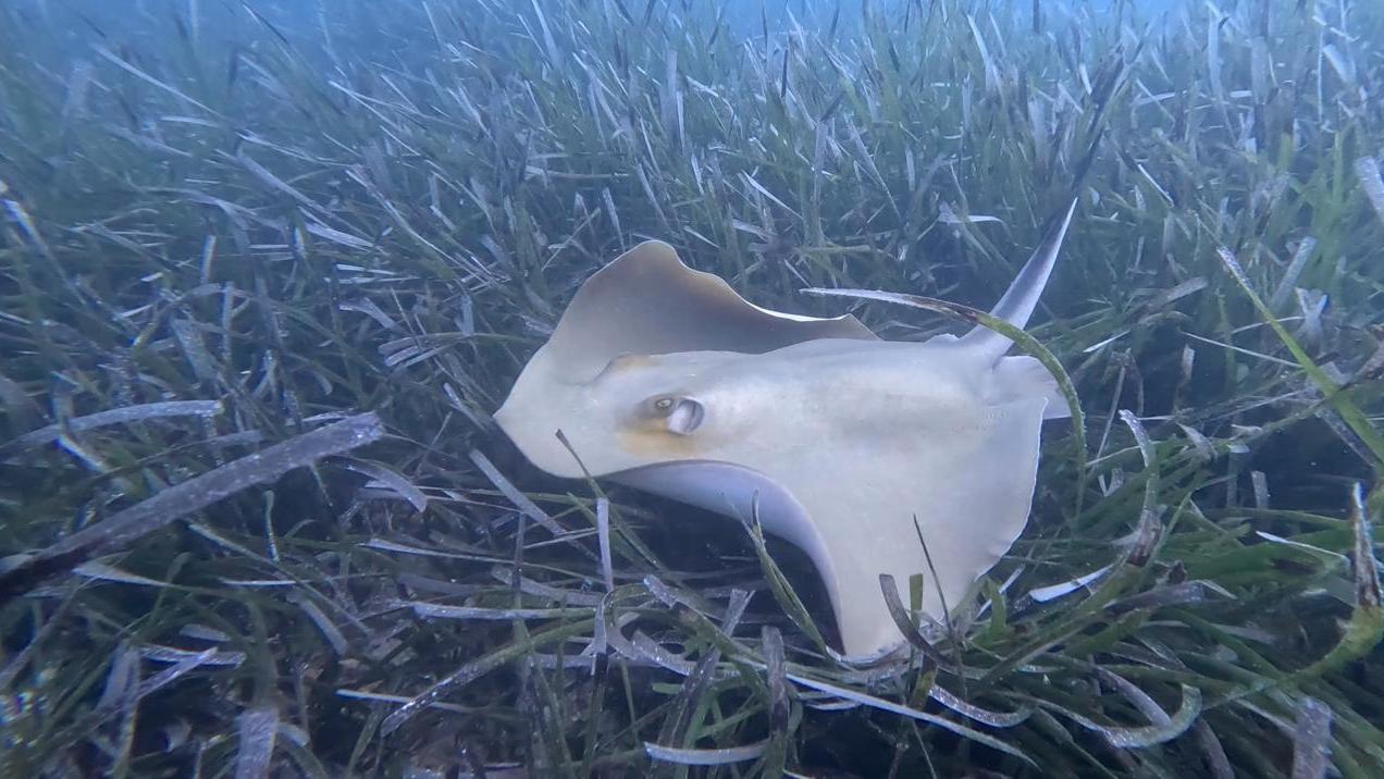 I trigoni a rischio estinzione amano la Sardegna: avvistati sotto costa a Mortoriotto e Santa Teresa