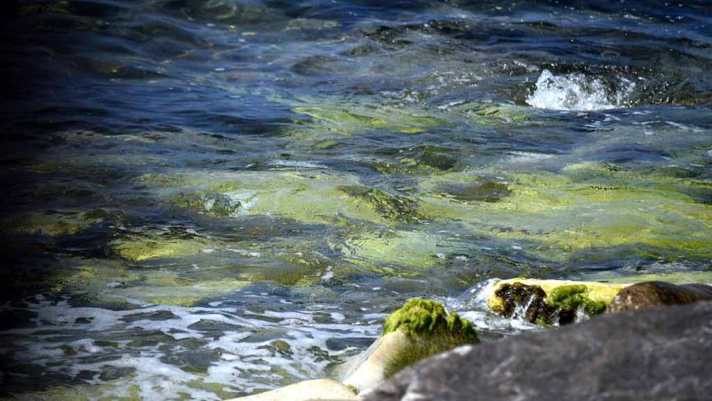 Le alghe sono state rilevate da Arpat a Marina centro