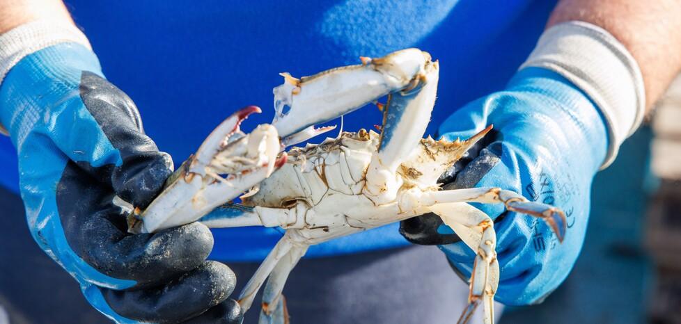 Il decreto agricoltura è legge: commissario al granchio blu e moratoria sui mutui. Ferrara approva