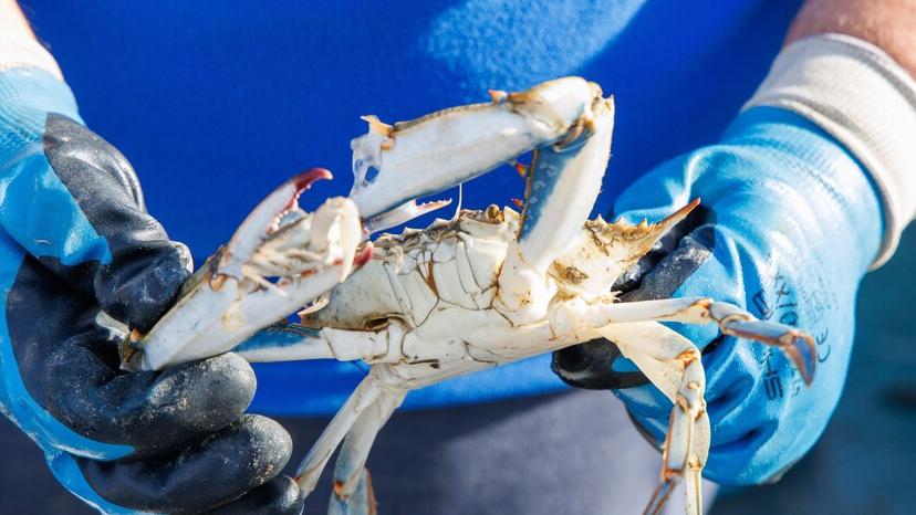 Il decreto agricoltura è legge: commissario al granchio blu e moratoria sui mutui. Ferrara approva