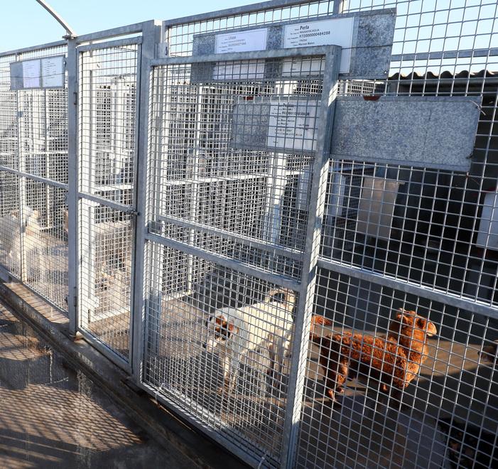 Berra, sei cani sono malnutriti: immediato trasferimento in canile