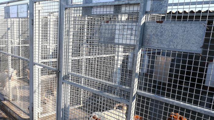 Berra, sei cani sono malnutriti: immediato trasferimento in canile