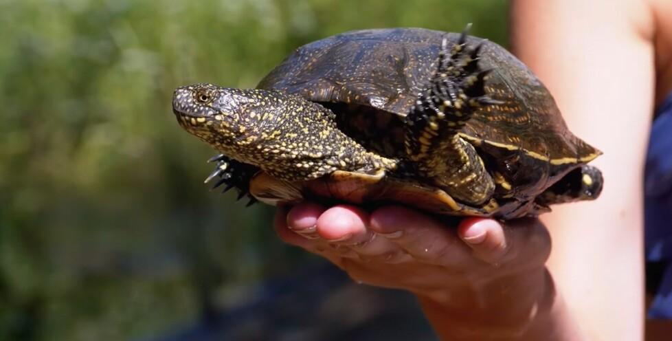 Il grande salto nel fiume: domenica 14 la liberazione delle tartarughe nel Parco del Delta del Po