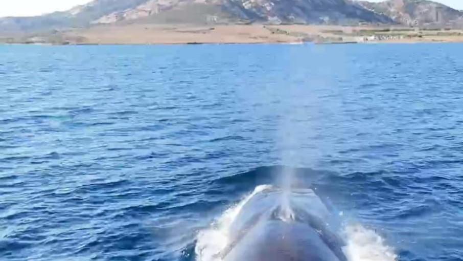 La danza delle balene nelle acque dell’Asinara, lo skipper: «Un sogno che attendevo da 20 anni»