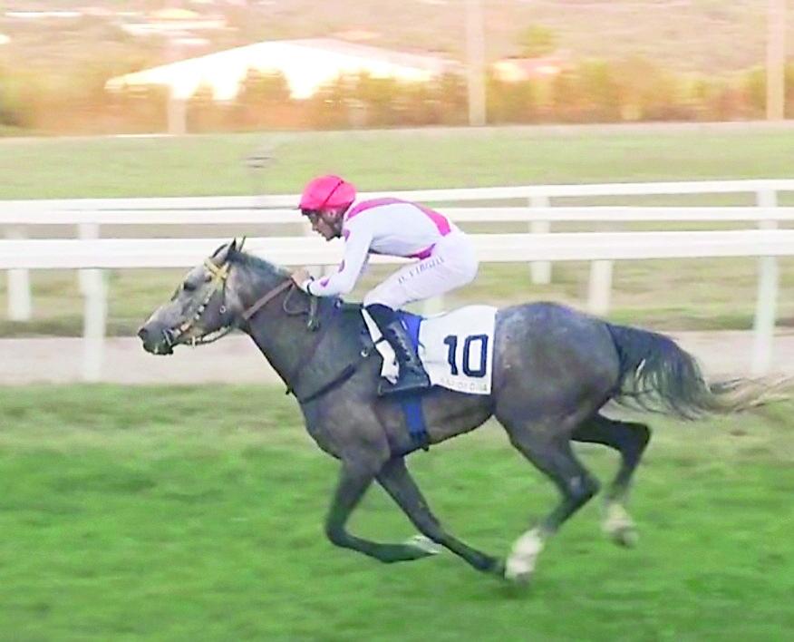 Galoppo, la stella di Davide Virgilio illumina l’ippodromo di Sassari