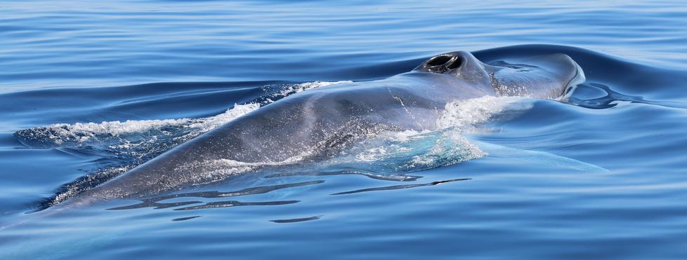 Il naturalista Luca Bittau: «Balene all’Asinara e a Caprera, ma le acque sono sempre più calde»