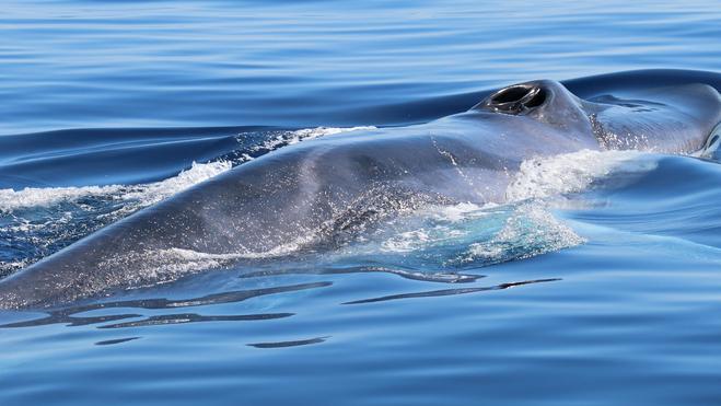 Il naturalista Luca Bittau: «Balene all’Asinara e a Caprera, ma le acque sono sempre più calde»